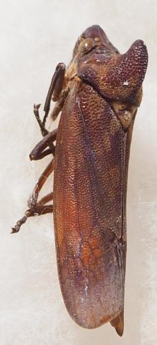 Proconia esmeraldae